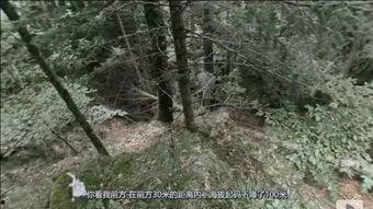 山谷真人秀在线观看,揭秘隐秘山谷中的真实生活  第1张